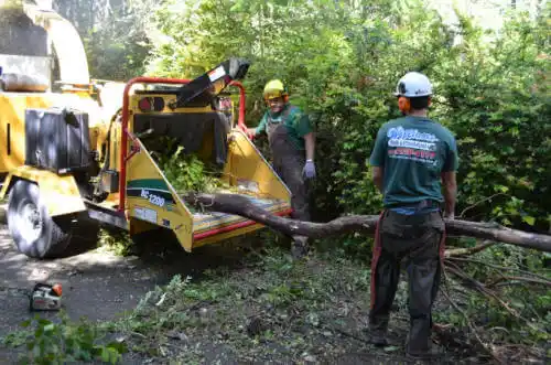 tree services Minor